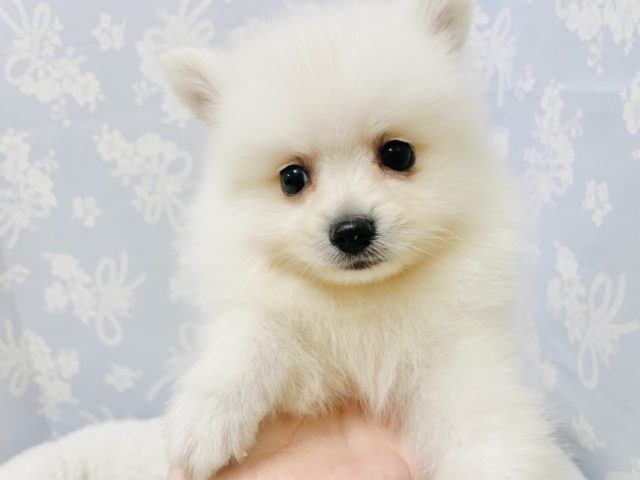 ポメラニアン