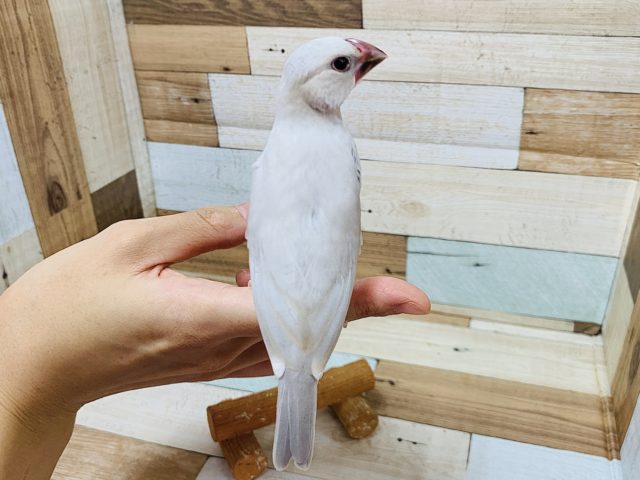 シルバー文鳥