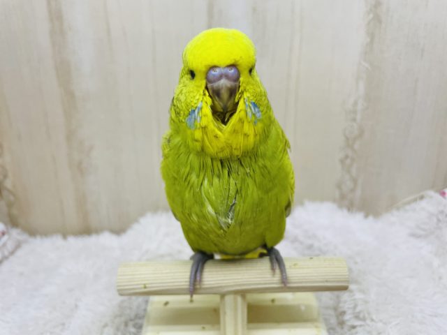 ジャンボセキセイインコ