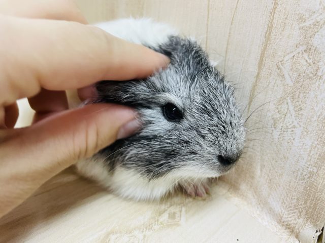 ペルビアンモルモット