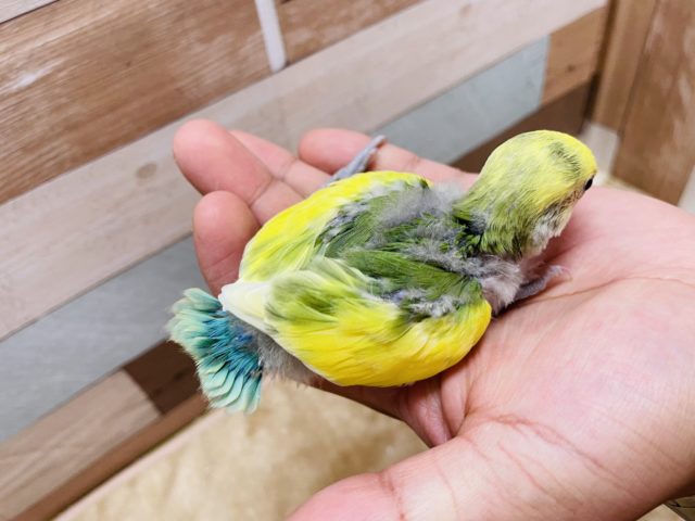 コザクラインコ（小桜インコ）