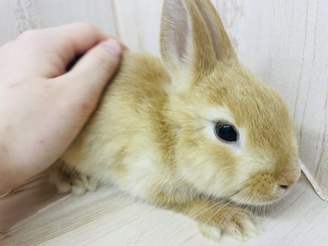 ネザーランドドワーフ