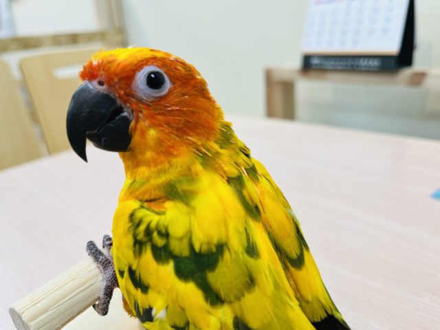 コガネメキシコインコ