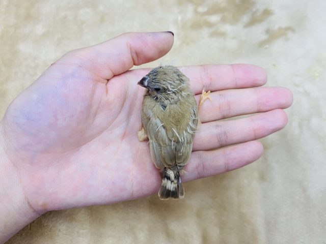 錦花鳥（キンカチョウ）