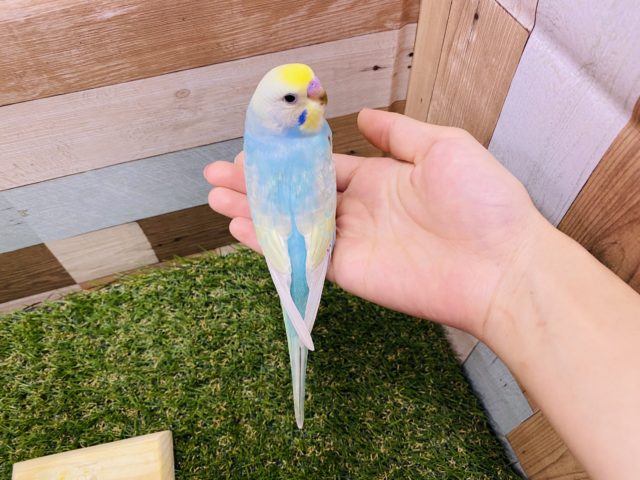 セキセイインコ