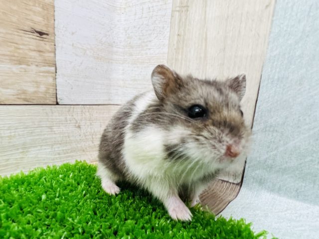 ジャンガリアン