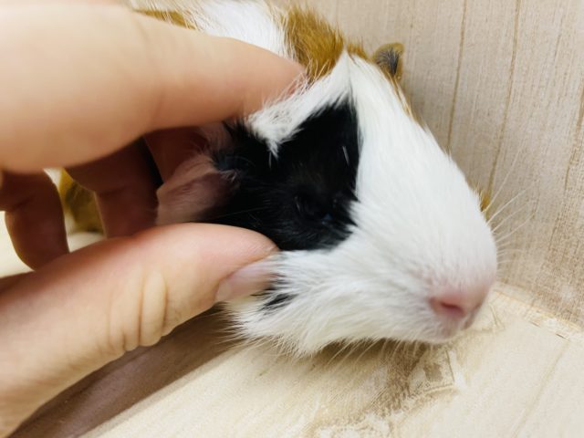 アビシニアンモルモット