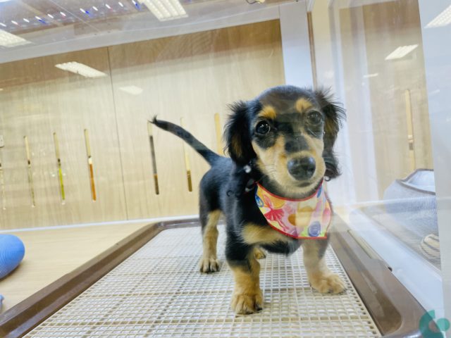 ミニチュアダックス