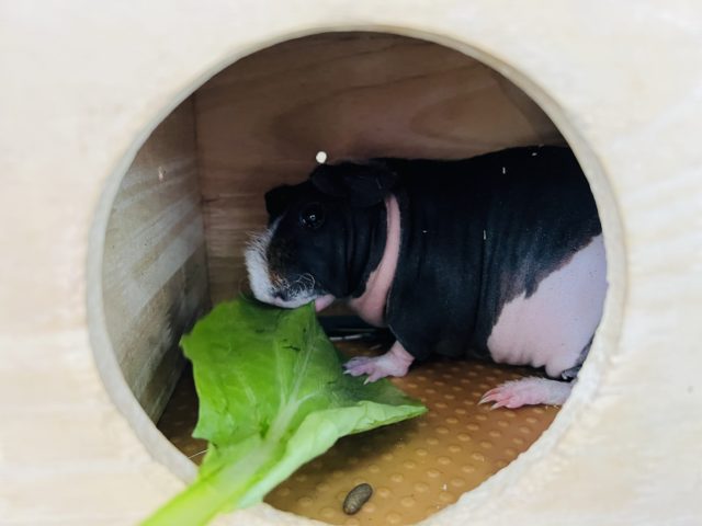 スキニーギニアピッグ