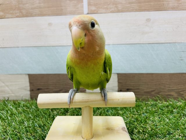 コザクラインコ（小桜インコ）