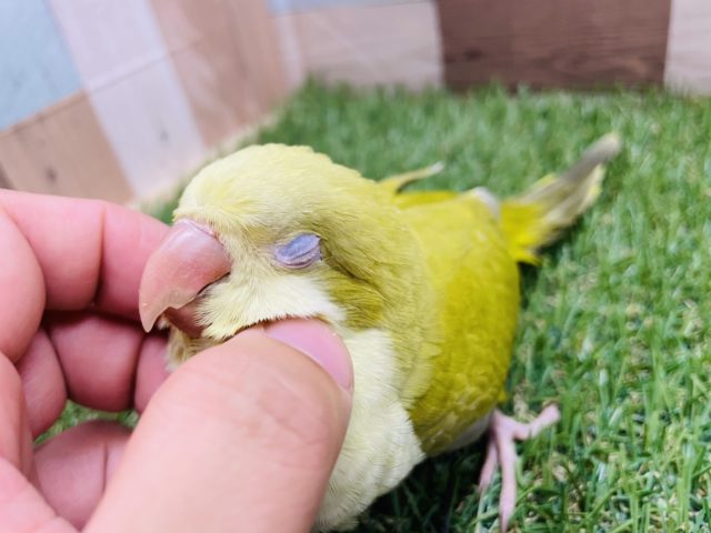 オキナインコ