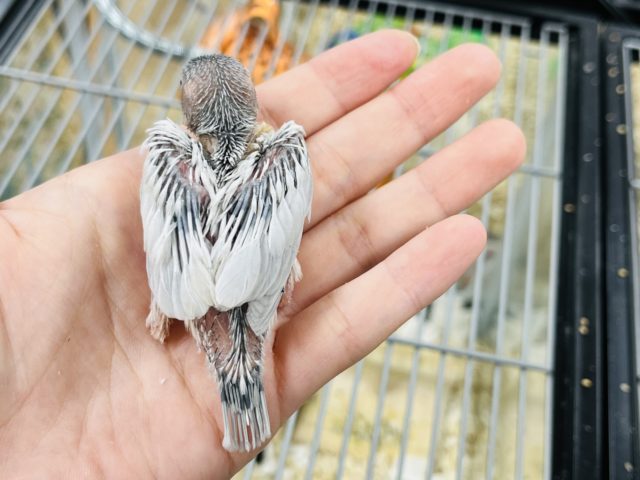 シルバー文鳥