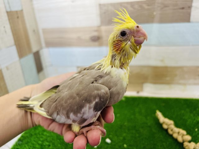 マッチョ?なシナモンオカメインコ☆ オカメインコ