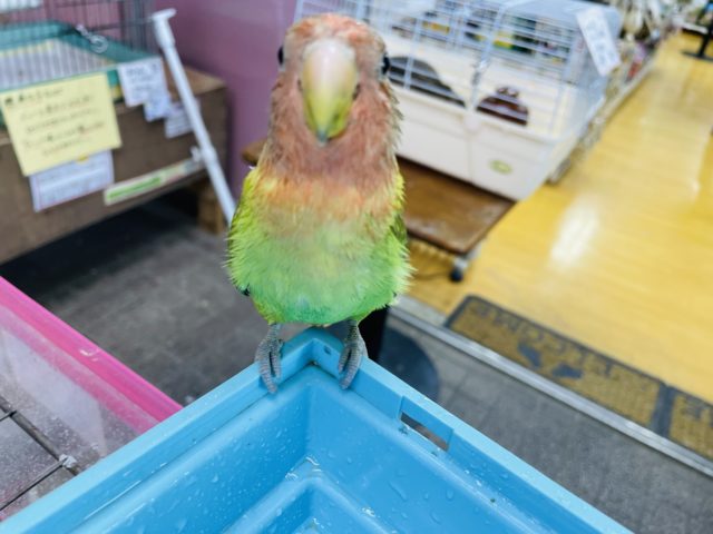 コザクラインコ（小桜インコ）