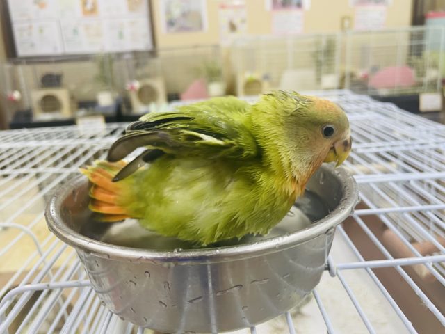 コザクラインコ（小桜インコ）