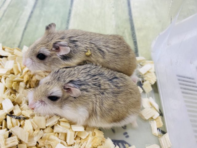  ロボロフスキーハムスター
