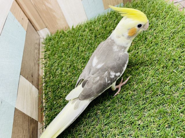 オカメインコ