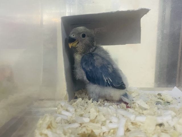 コザクラインコ（小桜インコ）