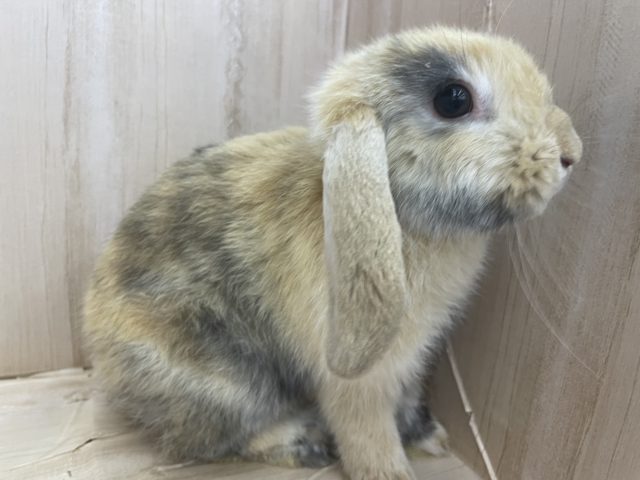 ロップイヤーラビット