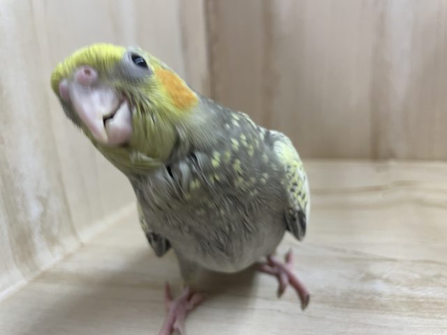 オカメインコ