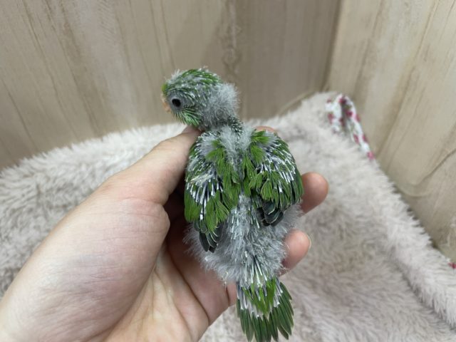 アサギリインコ