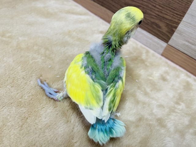 コザクラインコ（小桜インコ）