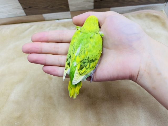 セキセイインコ