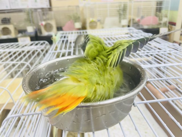 コザクラインコ（小桜インコ）