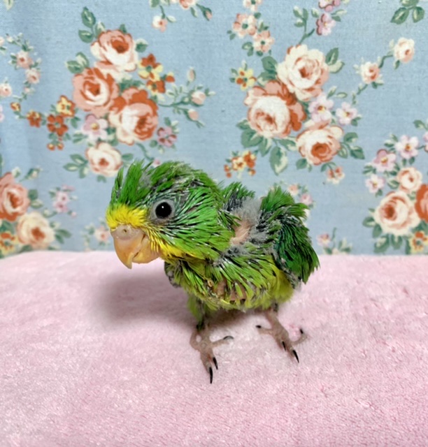 アサギリインコ
