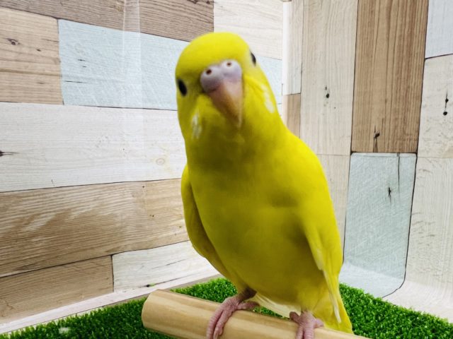 セキセイインコ