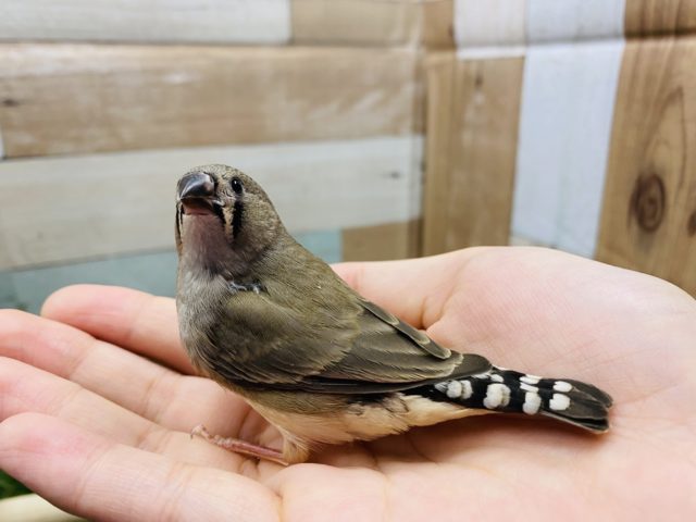 錦花鳥（キンカチョウ）