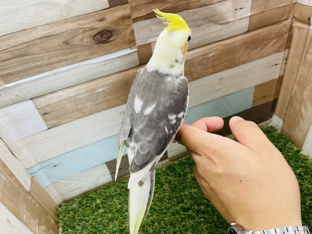 オカメインコ