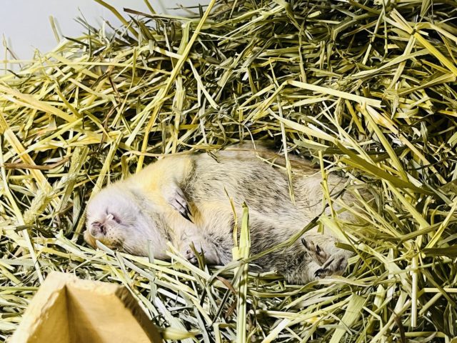 リチャードソンジリス