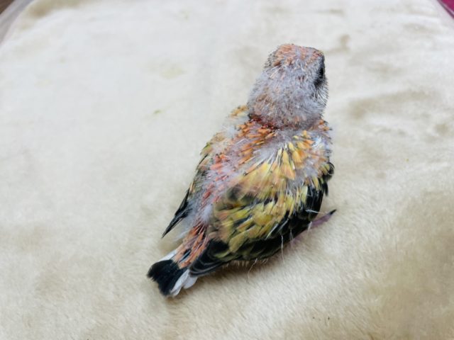 アキクサインコ（秋草インコ）