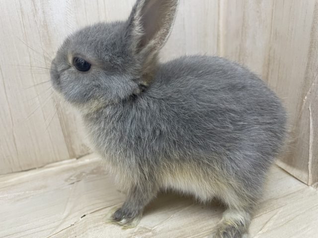 ネザーランドドワーフ