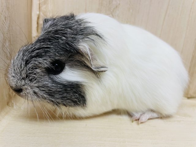 ペルビアンモルモット