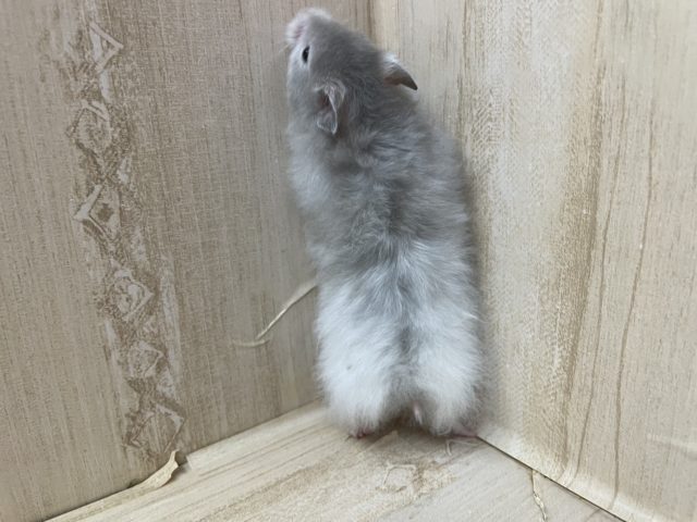 ゴールデンハムスター