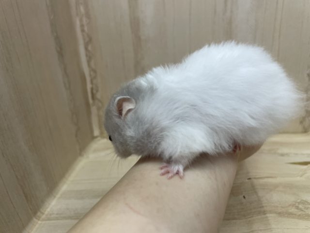 ゴールデンハムスター