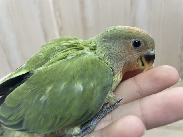コザクラインコ（小桜インコ）