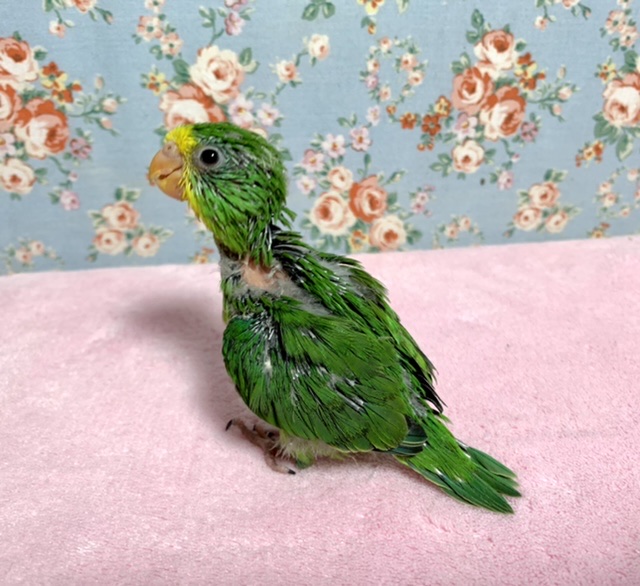 アサギリインコ