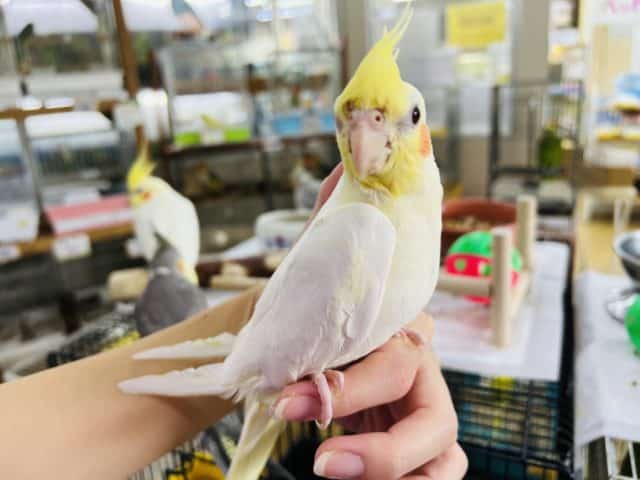 オカメインコ