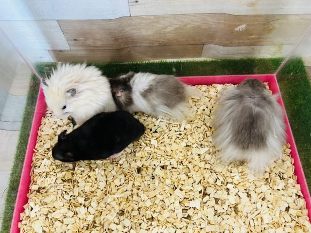 ゴールデンハムスター