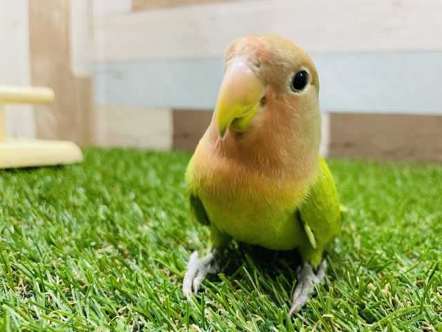 コザクラインコ（小桜インコ）