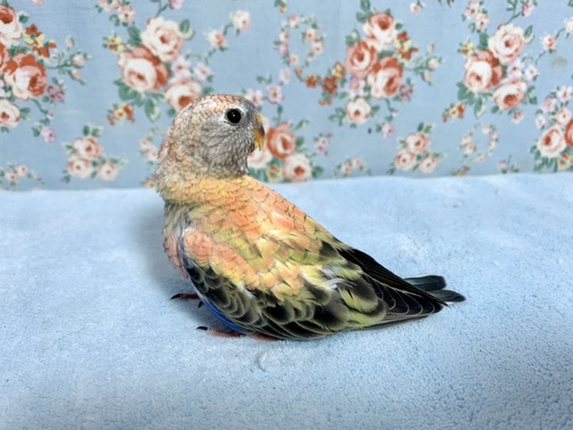 アキクサインコ（秋草インコ）