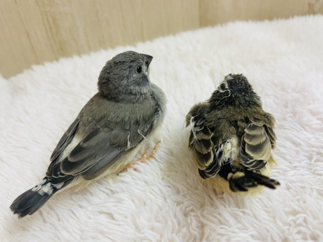 錦花鳥（キンカチョウ）