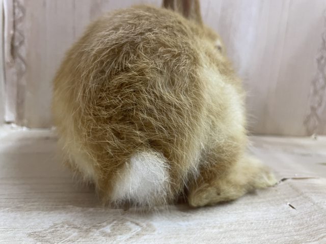 ネザーランドドワーフ