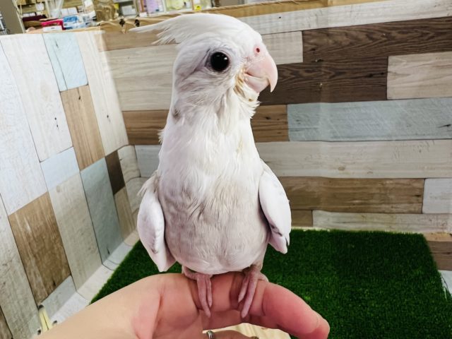 オカメインコ