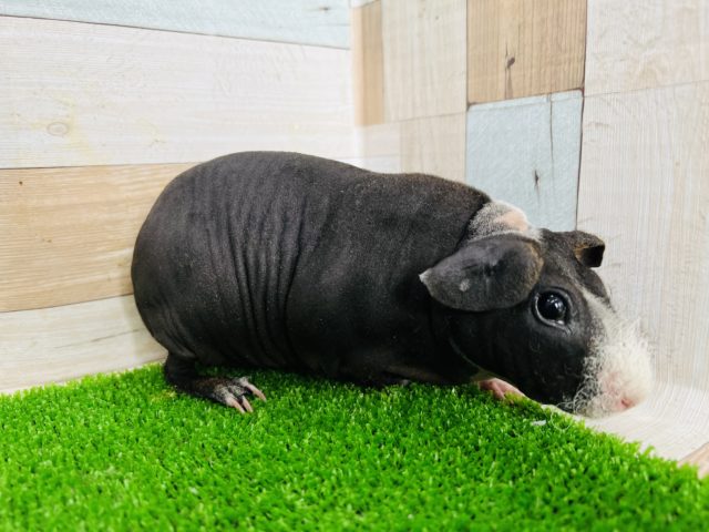 スキニーギニアピッグ