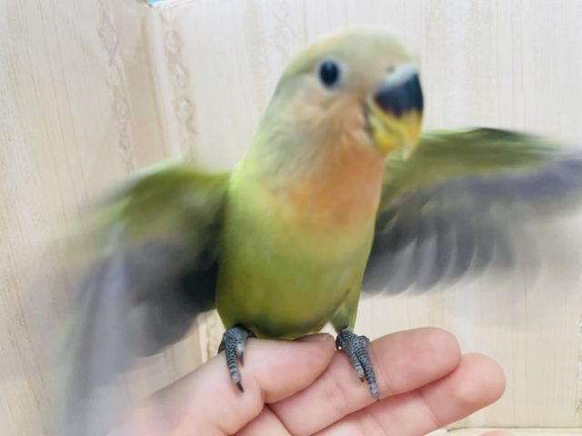 コザクラインコ（小桜インコ）