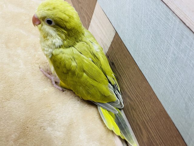 オキナインコ